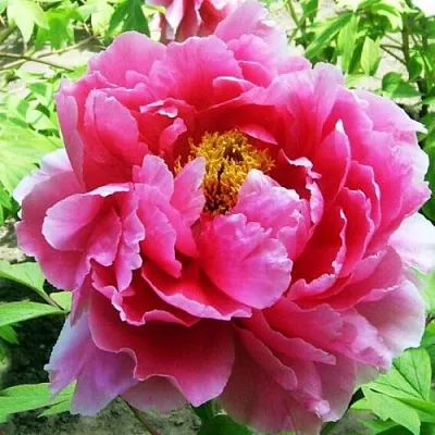 Пион ВОСХОД СОЛНЦА древовидный  Пион ВОСХОД СОЛНЦА древовидный в Пензе