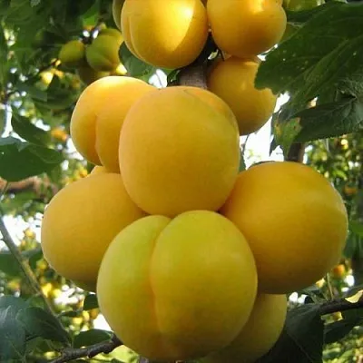 Слива ЛОДВА  Слива ЛОДВА в Пензе