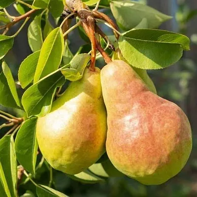 Летние сорта  Летние сорта в Пензе