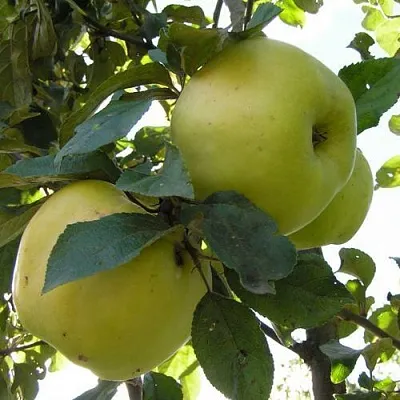 Яблоня АНТОНОВКА ОБЫКНОВЕННАЯ  Яблоня Антоновка Обыкновенная в Пензе