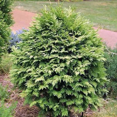 Туя ВАРЕАНА ЛЮТЕСЦЕНС западная  Туя ВАРЕАНА ЛЮТЕСЦЕНС западная в Пензе