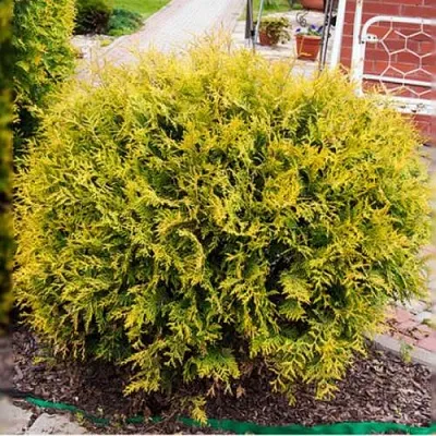 Туя КОЛЛЕРС ГОЛД складчатая  Туя КОЛЛЕРС ГОЛД складчатая в Пензе