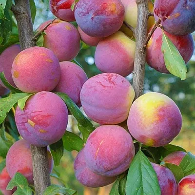 Слива КОЛОННОВИДНАЯ  Слива КОЛОННОВИДНАЯ в Пензе