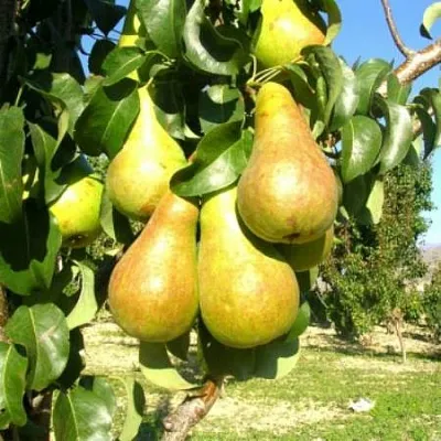 Груша Г-9 колонновидная  Груша Г-9 колонновидная в Пензе