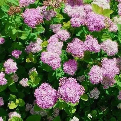 Спирея ПИНК СПАРКЛЕР  Спирея ПИНК СПАРКЛЕР в Пензе