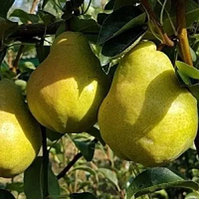 Груша СОКРОВИЩЕ  Груша СОКРОВИЩЕ в Пензе