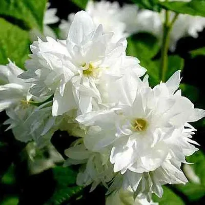 Жасмин ДАМ БЛАНШ  Жасмин ДАМ БЛАНШ в Пензе