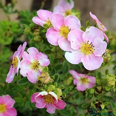 Лапчатка НЬЮ ДАУН кустарниковая  Лапчатка НЬЮ ДАУН кустарниковая в Пензе