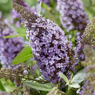 Буддлея давида БАТТЕРФЛЯЙ КАНДИ ЛИЛА СВИТХАРТ  Буддлея давида БАТТЕРФЛЯЙ КАНДИ ЛИЛА СВИТХАРТ в Пензе