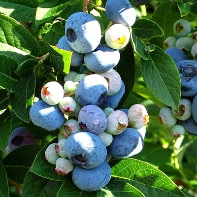 Голубика ВЕЙМУТ  Голубика ВЕЙМУТ в Пензе