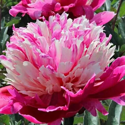 Пион ДЕЙДРИМ травянистый  Пион ДЕЙДРИМ травянистый в Пензе