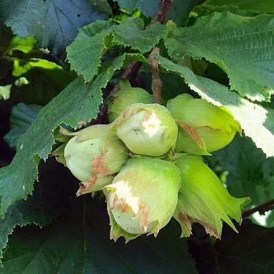 Фундук ТАМБОВСКИЙ РАННИЙ в Пензе