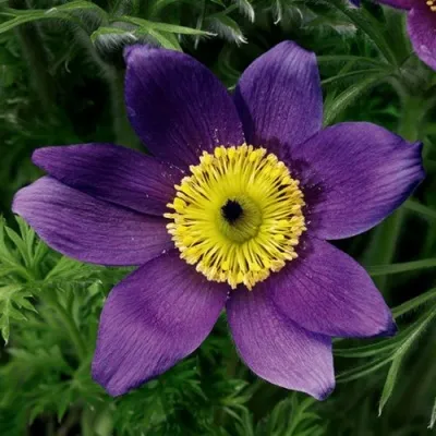 Прострел ПИНВИЛ БЛЮ ШЕЙДЕС в Пензе