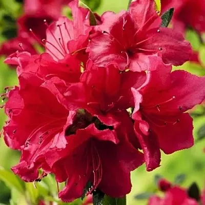 Азалия АРАБЕСК японская  Азалия АРАБЕСК японская в Пензе