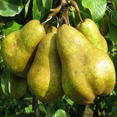 Груша СИЛЬВА  Груша СИЛЬВА в Пензе