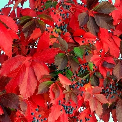 Девичий виноград  Девичий виноград в Пензе