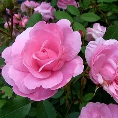 Саженцы роз ДЖОН ДЭВИС плетистая  Саженцы роз ДЖОН ДЭВИС плетистая в Пензе