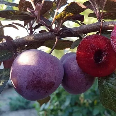 Слива ПАННА   Слива ПАННА  в Пензе