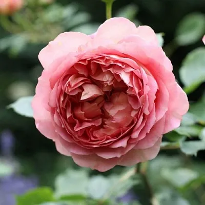 Саженцы роз РИДЖЕНТС ПАРК чайно-гибридная  Саженцы роз РИДЖЕНТС ПАРК чайно-гибридная в Пензе