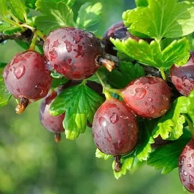 Крыжовник СЕРЕНАДА  Крыжовник СЕРЕНАДА в Пензе