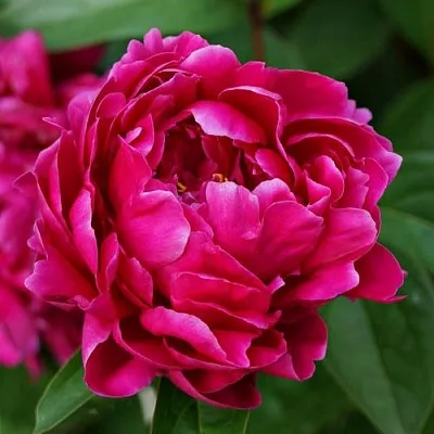 Пион ЛУИ ВАН-ГУТТ травянистый  Пион ЛУИ ВАН-ГУТТ травянистый в Пензе