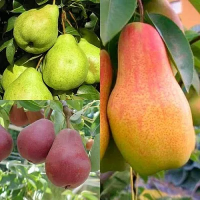 Комплект ГРУШЕВОЕ АССОРТИ в Пензе