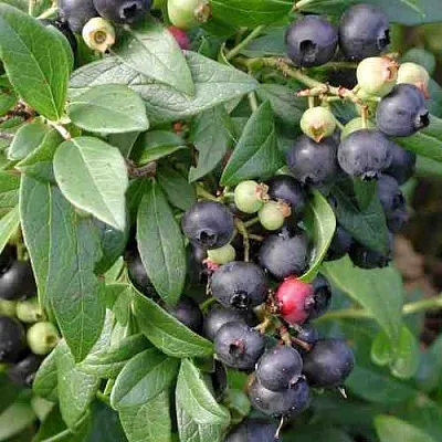 Голубика ПУТТЕ  Голубика ПУТТЕ в Пензе