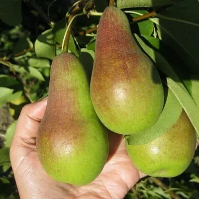 Груша ТАЛГАРСКАЯ КРАСАВИЦА  Груша ТАЛГАРСКАЯ КРАСАВИЦА в Пензе