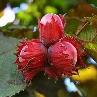 Фундук КРАСНЫЙ ЯНТАРЬ — описание сорта Фундук КРАСНЫЙ ЯНТАРЬ в Пензе