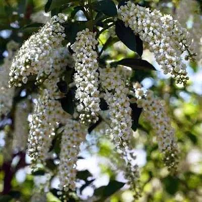 Черемуха виргинская ШУБЕРТ  Черемуха виргинская ШУБЕРТ в Пензе