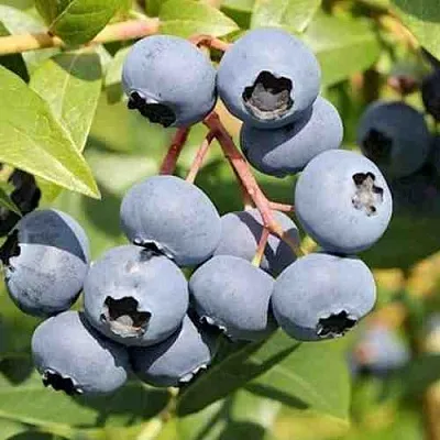 Голубика КРОЭТЭН  Голубика КРОЭТЭН в Пензе