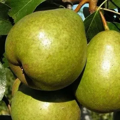 Груша ЯСАЧКА  Груша ЯСАЧКА в Пензе