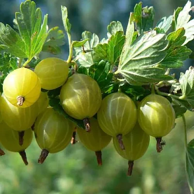 Крыжовник ЮБИЛЕЙНЫЙ  Крыжовник ЮБИЛЕЙНЫЙ в Пензе