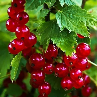 Смородина красная РОЛАН  Смородина красная РОЛАН в Пензе