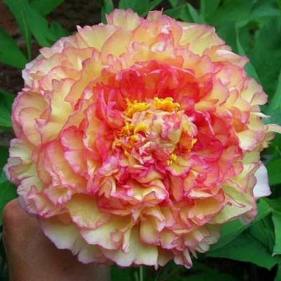 Пионы древовидные в Пензе