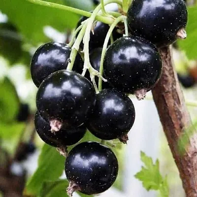 Смородина чёрная ДЕЛИКАТЕСНАЯ  Смородина чёрная ДЕЛИКАТЕСНАЯ в Пензе