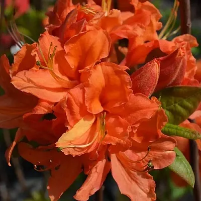 Азалия МАНДАРИН ЛАЙТС листопадная  Азалия МАНДАРИН ЛАЙТС листопадная в Пензе