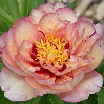 Пион КЭЛЛИС МЕМОРИ ито-гибрид  Пион КЭЛЛИС МЕМОРИ ито-гибрид в Пензе