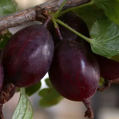 Крыжовник ЧЕЛЯБИНСКИЙ СЛАБОШИПОВАТЫЙ  Крыжовник ЧЕЛЯБИНСКИЙ СЛАБОШИПОВАТЫЙ в Пензе