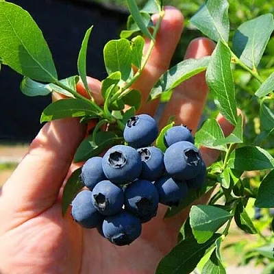 Голубика НОРТ КАНТРИ  Голубика НОРТ КАНТРИ в Пензе