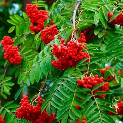 Рябина ПЛАКУЧАЯ сладкоплодная  Рябина ПЛАКУЧАЯ сладкоплодная в Пензе