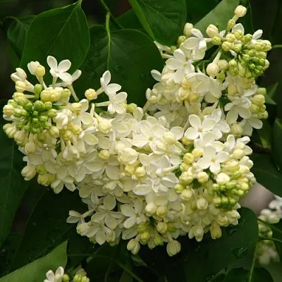 Сирень ПРИМРОУЗ в Пензе