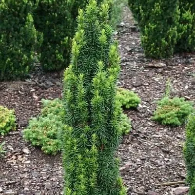 Тис ВОЙТЕК средний  в Пензе