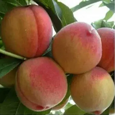 Персик ТУРИСТ  Персик ТУРИСТ в Пензе