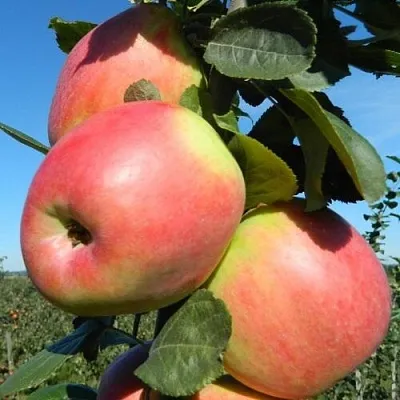 Яблоня БРЯНСКОЕ РОЗОВОЕ  Яблоня БРЯНСКОЕ РОЗОВОЕ в Пензе