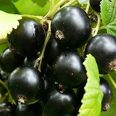 Смородина черная ЭБОНИ  Смородина черная ЭБОНИ в Пензе