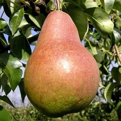 Груша КИРГИЗСКАЯ ЗИМНЯЯ  Груша КИРГИЗСКАЯ ЗИМНЯЯ в Пензе