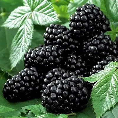 Ежевика БЛЭК БЬЮТИ  Ежевика БЛЭК БЬЮТИ в Пензе