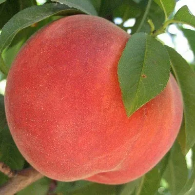 Персик МАЙСКИЙ ЦВЕТОК  Персик МАЙСКИЙ ЦВЕТОК в Пензе