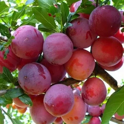 Слива НЕКТАРИННАЯ АРОМАТНАЯ  Слива НЕКТАРИННАЯ АРОМАТНАЯ в Пензе